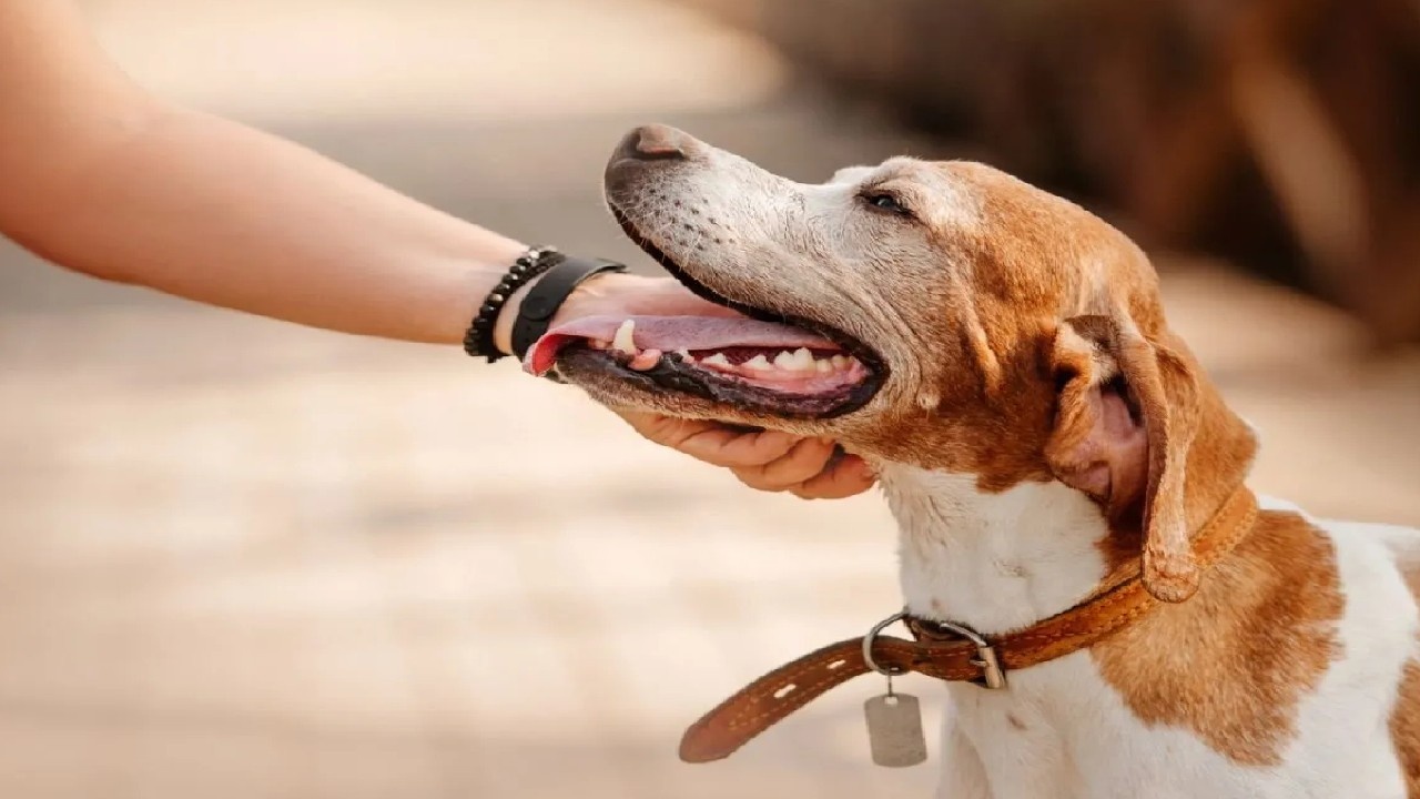 फरीदाबाद में कुत्ते से क्रूरता पर कोर्ट सख्त, मालिक पर लगा जुर्माना