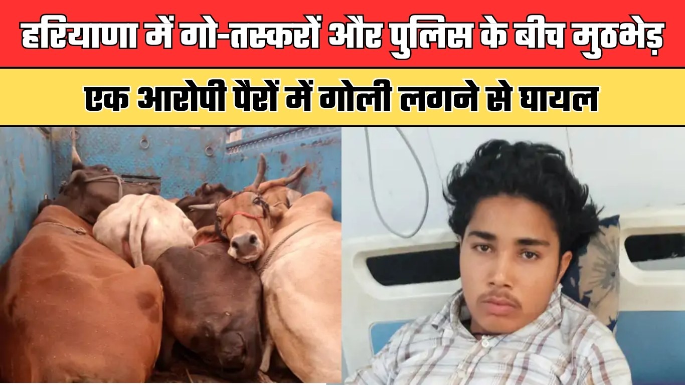 Haryana: हरियाणा में गो-तस्करों और पुलिस के बीच मुठभेड़, एक आरोपी पैरों में गोली लगने से घायल