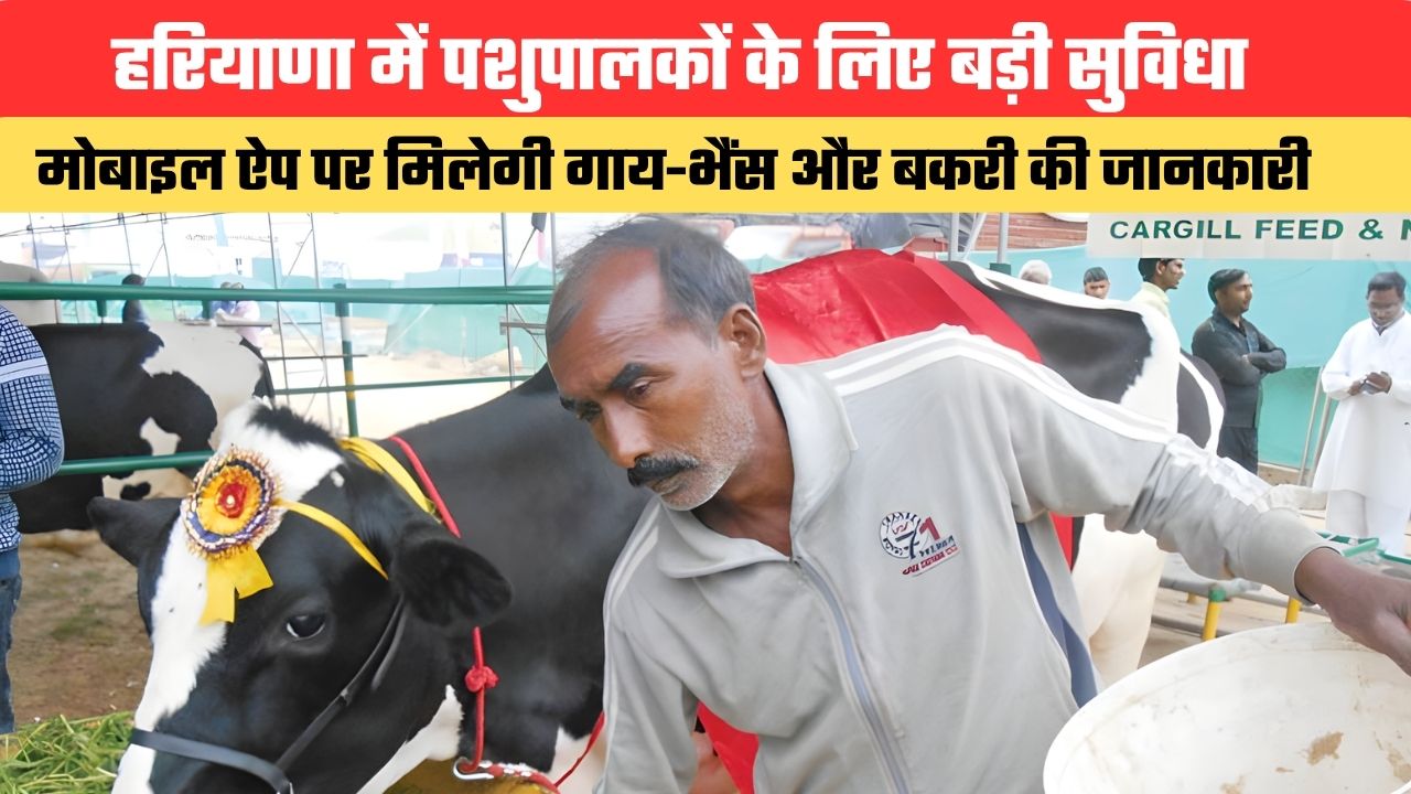 हरियाणा में पशुपालकों के लिए बड़ी सुविधा, मोबाइल ऐप पर मिलेगी गाय-भैंस और बकरी की जानकारी