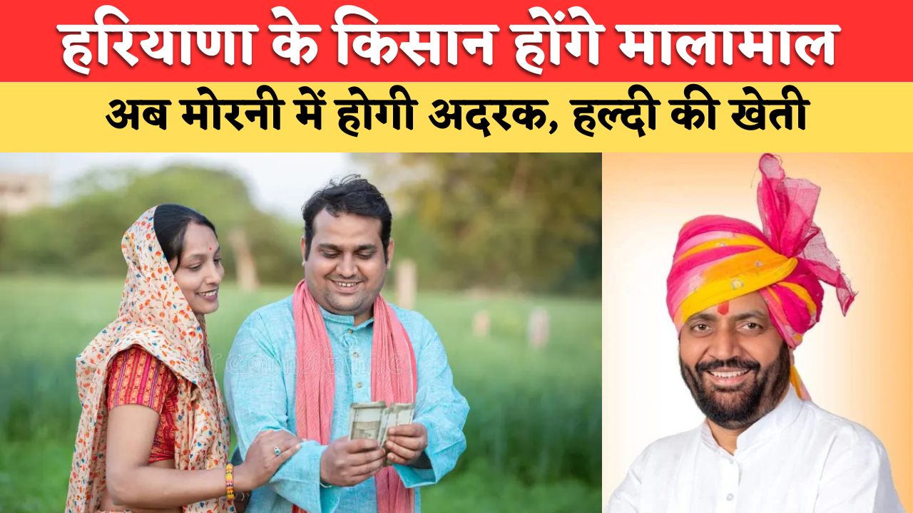हरियाणा के किसान होंगे मालामाल, अब मोरनी में होगी अदरक, हल्दी और मिर्च सहित विभिन्न मसाला फसलों की खेती