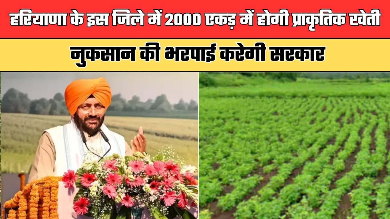Haryana: हरियाणा के इस जिले में 2000 एकड़ में होगी प्राकृतिक खेती, नुकसान की भरपाई करेगी सरकार