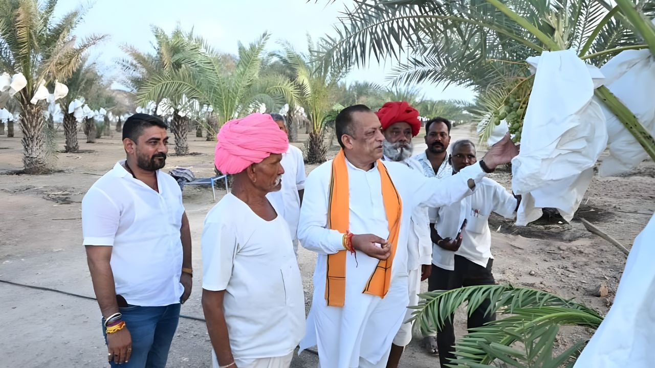 Rajasthan News: मरूभूमि में खजूर की खेती का कमाल, 270 पौधों से बदली किसान की तकदीर