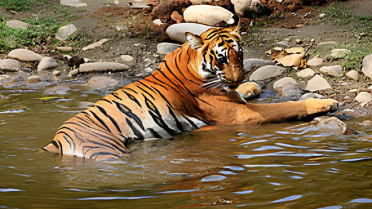 टाइगर रिजर्व इलाकों में बेहतर सुधार लाने का नया दौर शुरू, पर्यावरण मंत्री भूपेंद्र यादव बोले - सरकार विचार-विमर्श...