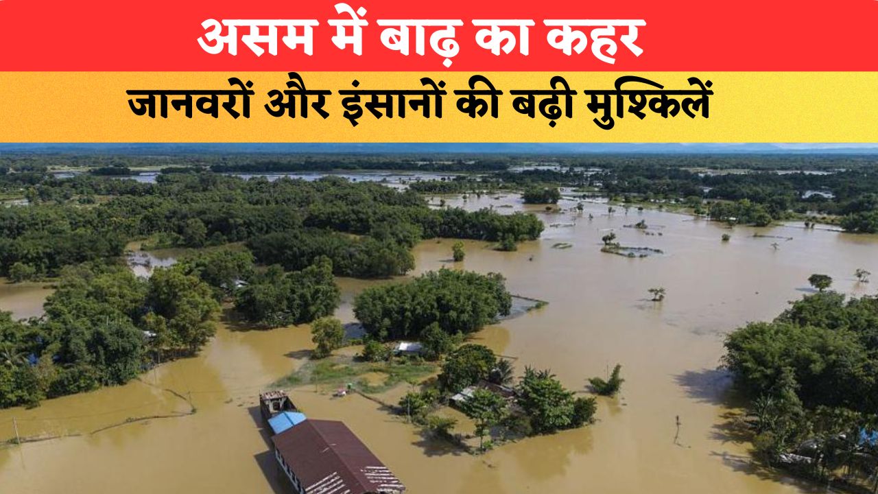 असम में बाढ़ का कहर...पानी में डूबे गांव, जानवरों और इंसानों की बढ़ी मुश्किलें