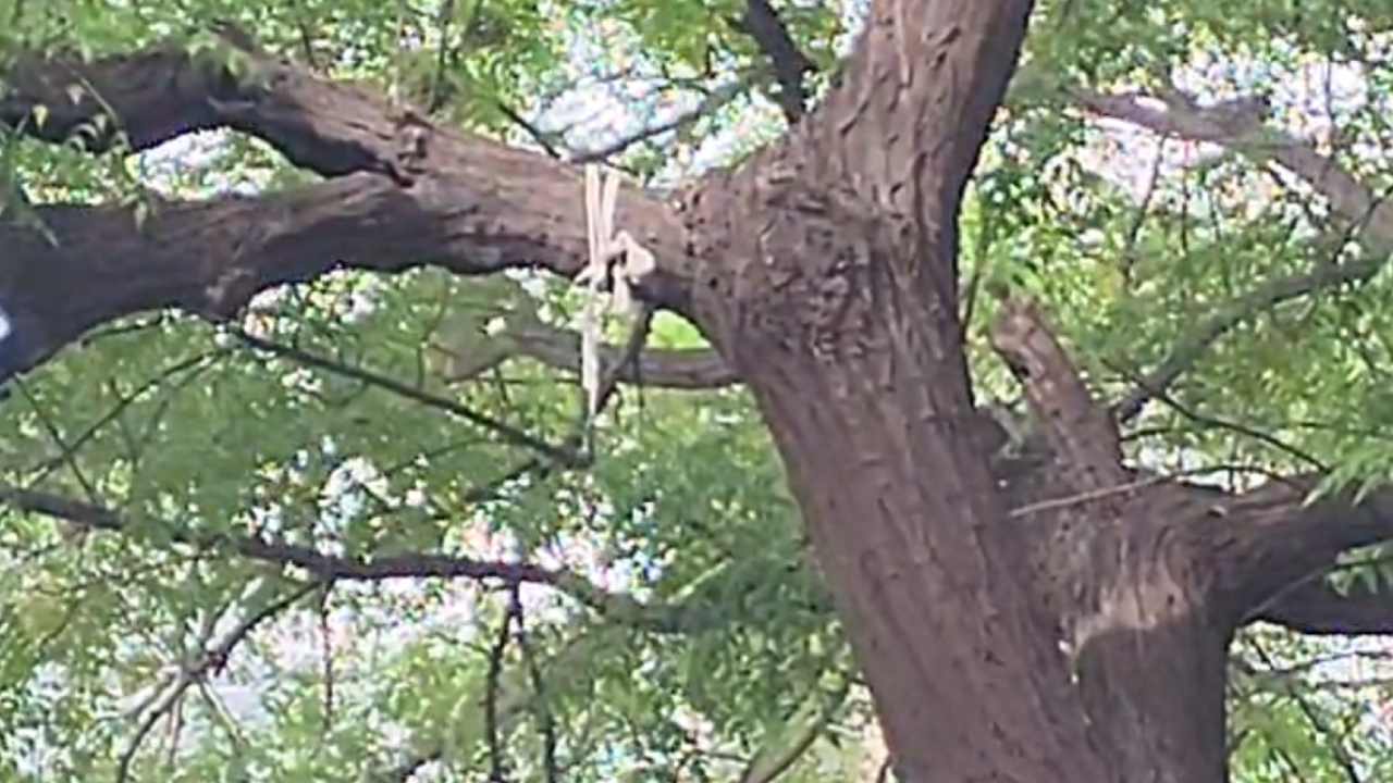 Delhi News: दिल्ली के न्यू मोती नगर में पेड़ से लटका मिला युवक का शव, जांच में जुटी पुलिस