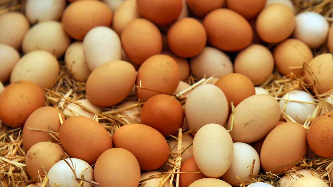 Egg Price:प्याज और चीन के बाद महंगा हुआ अंडा, मंहगाई के मोर्चे पर आम आदमी को लगी एक और चोट!