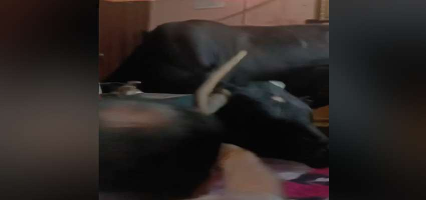 Faridabad News: घर में घुसा सांड, बेड पर चढ़कर मचाया उत्पात, फिर हुआ कुछ ऐसा जानकर हैरान हो जाएंगे आप