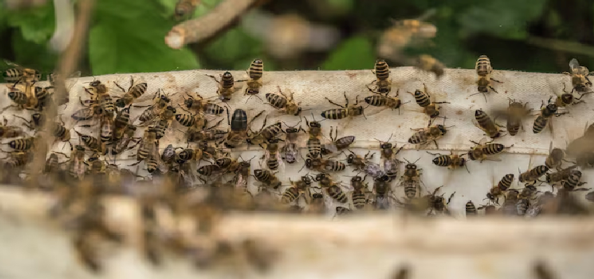 उन्नाव मैच के दौरान मचा हड़कंप... मधुमक्खियों के हमले में अंपायर की मौत, 15-20 खिलाड़ी हुए घायल