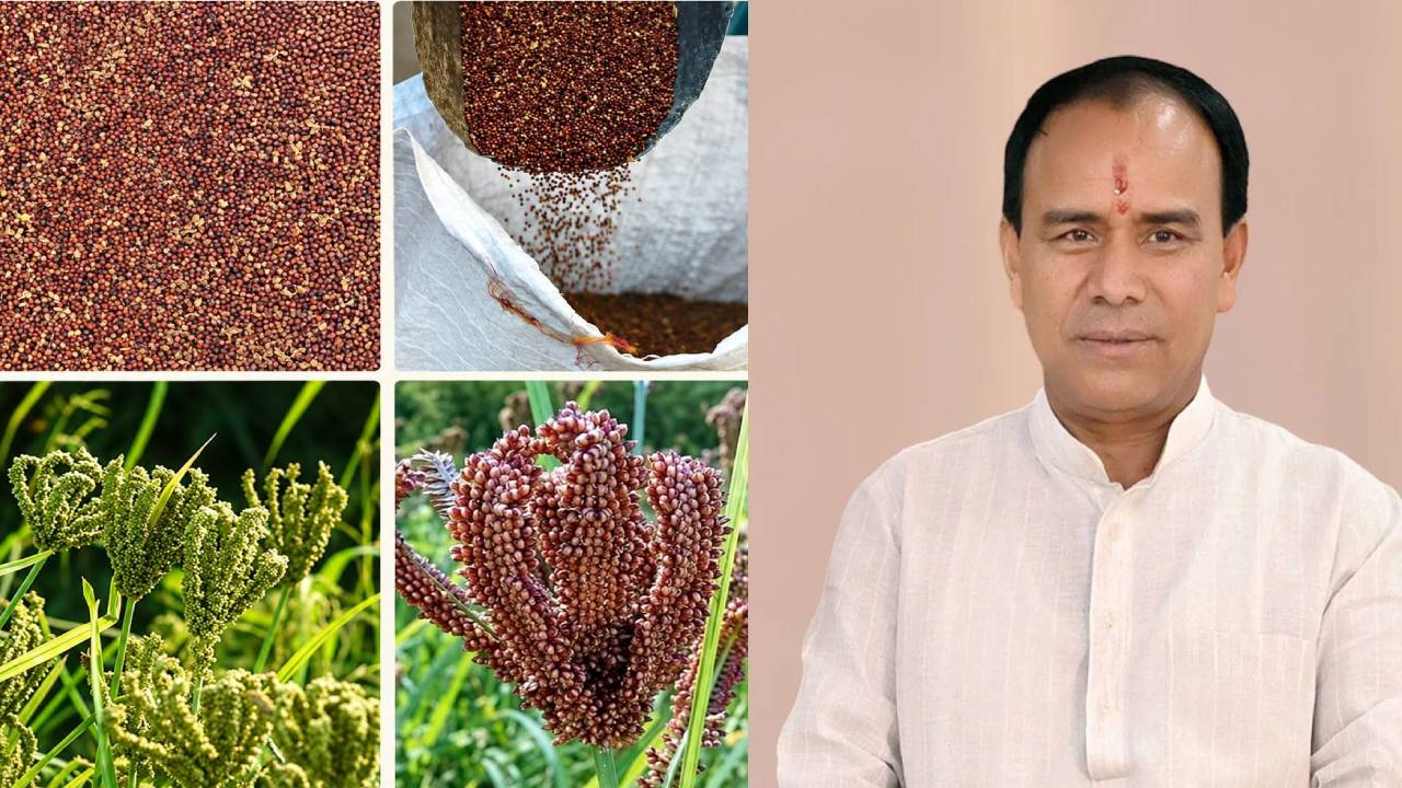 उत्तराखंड में 1 अक्टूबर से शुरू होगी मिलेट्स की खरीद, 250 केंद्रों पर किसानों से सीधे खरीदा जाएगा मंडुवा