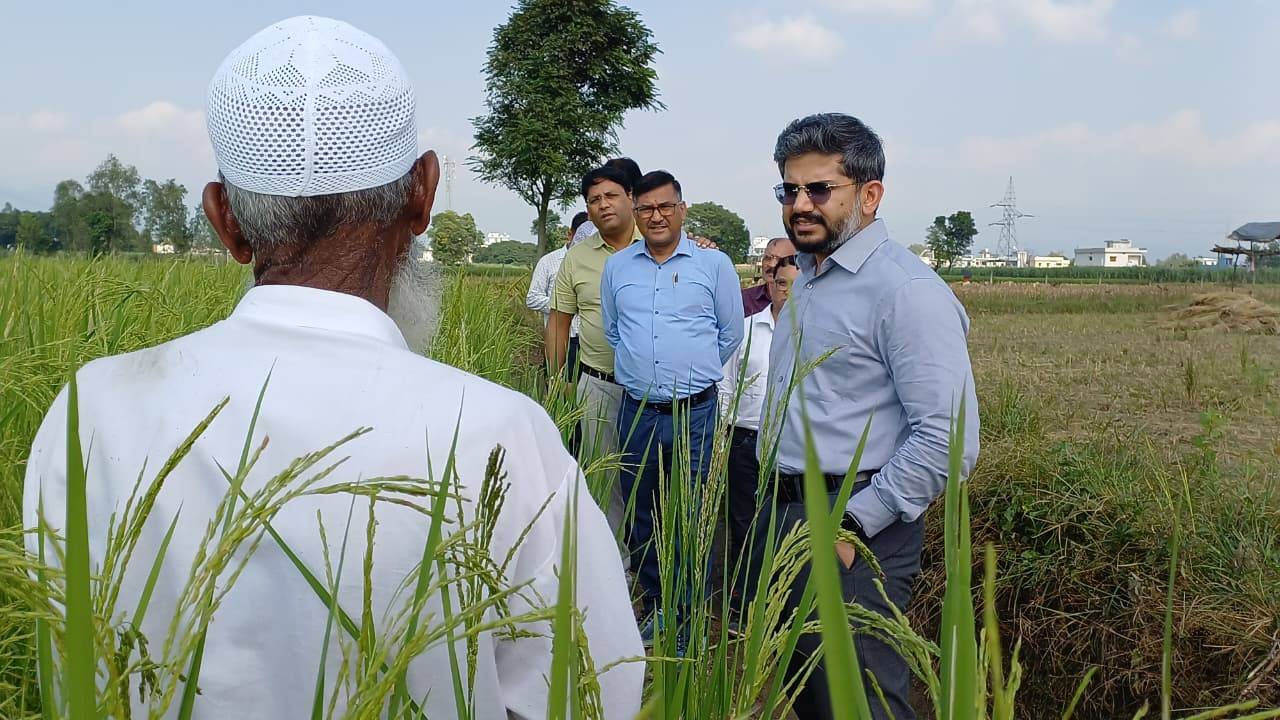 देहरादून बासमती की खेती को मिल रहा बढ़ावा, विकासनगर में लहलहाई फसल से किसानों की बढ़ी उम्मीदें