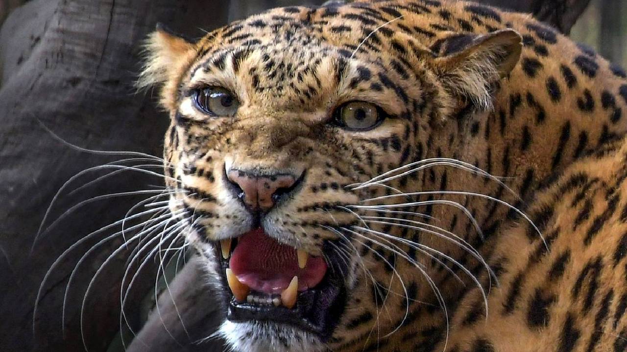 मुरादाबाद में आदमखोर का खौफ बरकरार, 11वां तेंदुआ पकड़ाया; 4 की मौत से इलाके में मचा हड़कंप