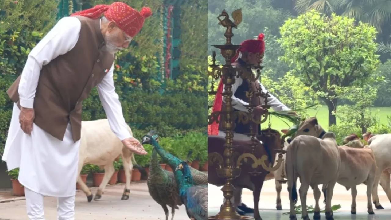 PM Modi:मोर को दाना और गाय को चारा, पीएम मोदी के नए वीडियो ने जीता लोगों का दिल