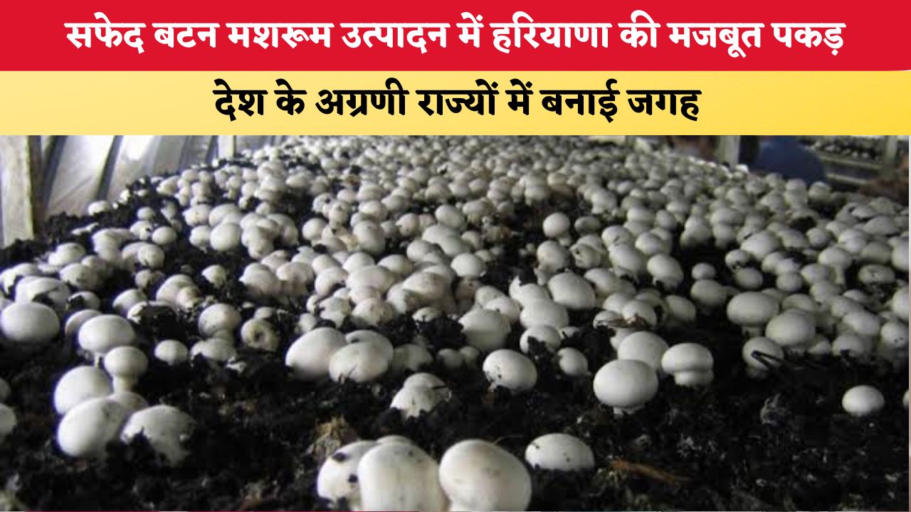 Haryana News: सफेद बटन मशरूम उत्पादन में हरियाणा की मजबूत पकड़, देश के अग्रणी राज्यों में बनाई जगह