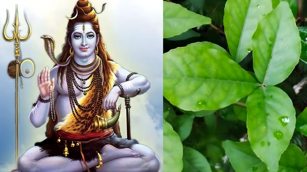 सावन में इन 3 पवित्र पौधों की पूजा करने से बदल जाएगा आपका भाग्य, बरसेगी भोलेनाथ की असीम कृपा; दूर करेंगे सारे कष्ट