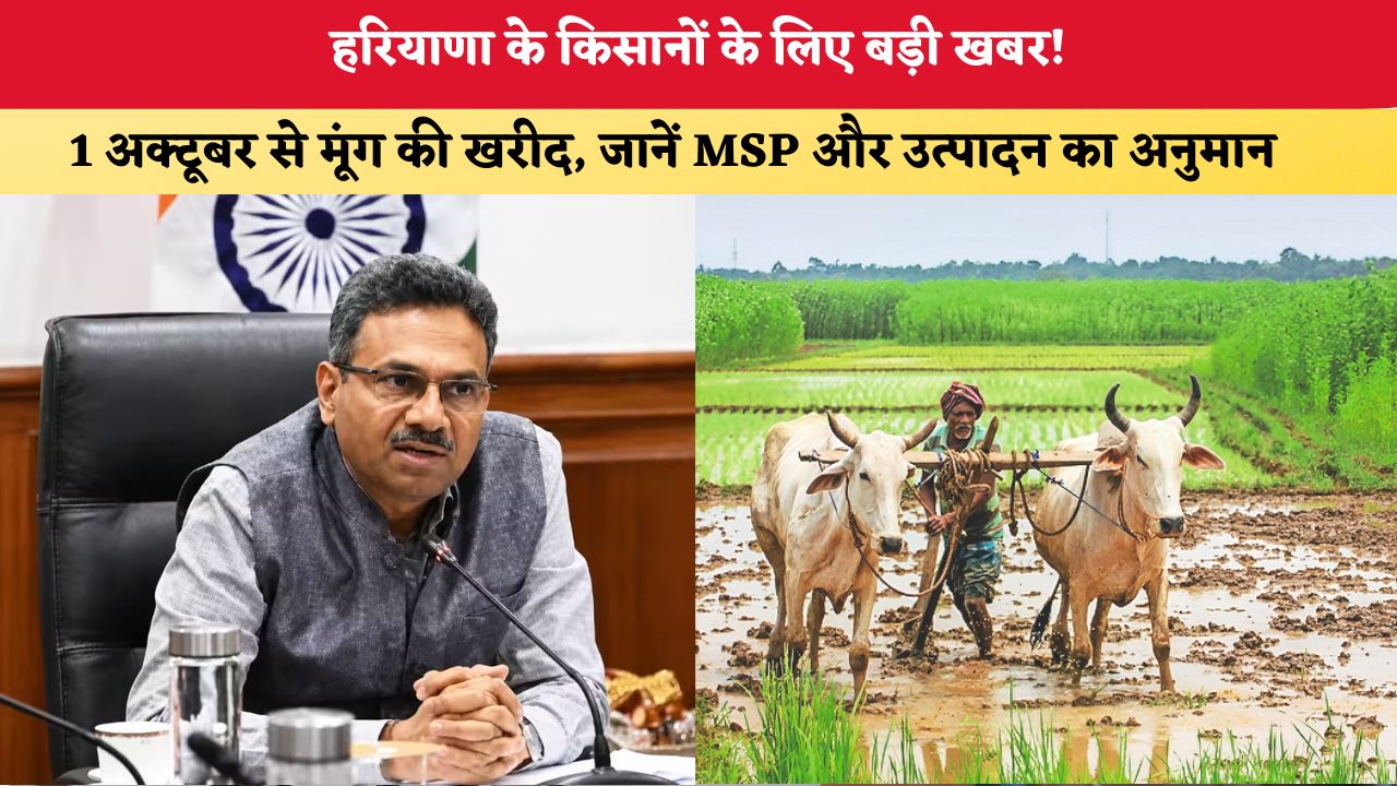Haryana News: हरियाणा के किसानों के लिए बड़ी खबर! 1 अक्टूबर से मूंग की खरीद, जानें MSP और उत्पादन का अनुमान