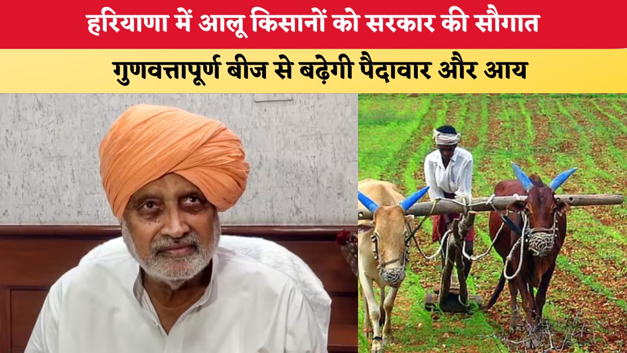 हरियाणा में आलू किसानों को सरकार की सौगात, गुणवत्तापूर्ण बीज से बढ़ेगी पैदावार और आय