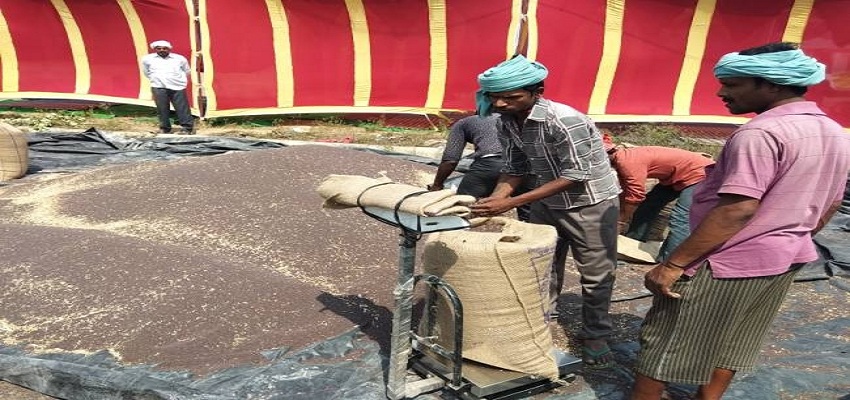 हरियाणा की मंडियों में गेहू और सरसों की आवक शुरु।