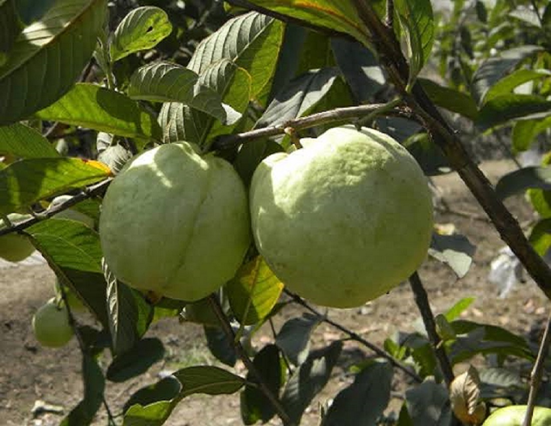 Video- सबसे ज्यादा किलो का अमरुद...