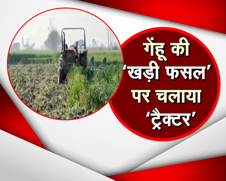 गेहूं की खड़ी फसल पर चलाया ट्रैक्टर