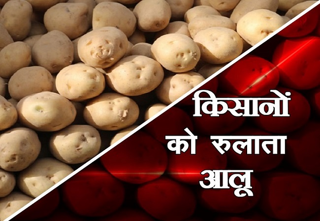 किसानों को रुलाता आलू