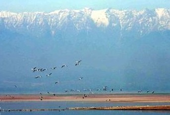 विदेशी पक्षियों ने पौंग झील की बढ़ाई सुंदरता