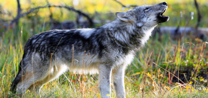 Bahraich Wolf Attack: भेड़ियों के आतंक से बचाने के लिए अधिकारियों ने उठाया ये कदम, पटाखे की धमक से गूंजा गांव