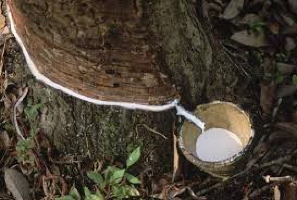 महज 5.5 फीसदी बढ़ा रबड़ आयात