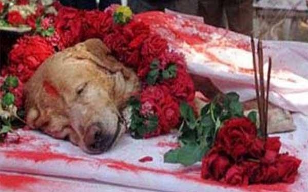 हेमा ने ट्वीटर के जरिये दी अपने पालतू सेज के मौत की जानकारी 