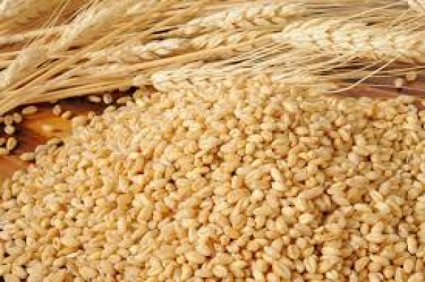 सरकार को गेंहू का आयात करना पड़ सकता है