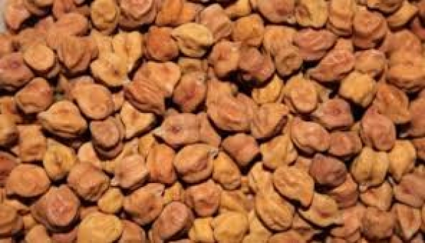 चने में 1.68 प्रतिशत की तेजी आई 