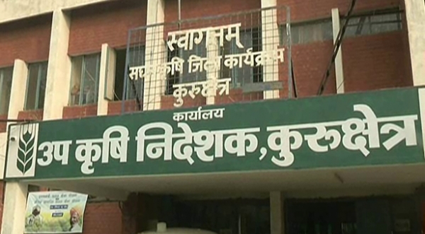 धान में काला तेला का प्रकोप, किसान हुए परेशान