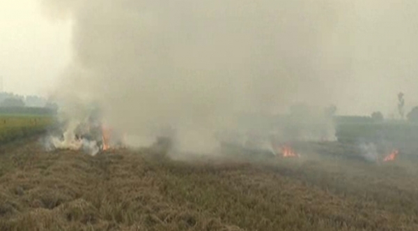 धान की पराली जलाने पर करनाल प्रशासन सख्त,लगाया प्रतिबंध