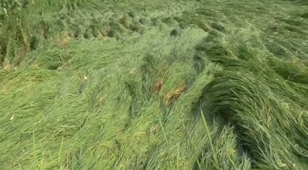 गोहाना : सरकार के खिलाफ किसानों ने किया प्रदर्शन