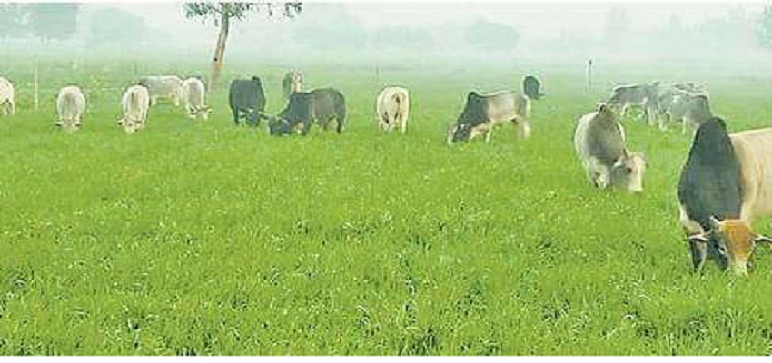 आवारा जानवरों से परेशान किसान ।