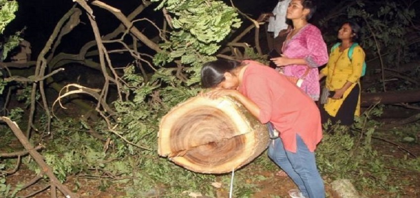 मुंबई के आरे में पेड़ों की कटाई का मामला