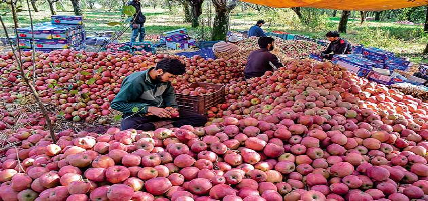 जम्मू कश्मीर- आतंकी अब सेब व्यापरियों को निशाना बना रहे हैं