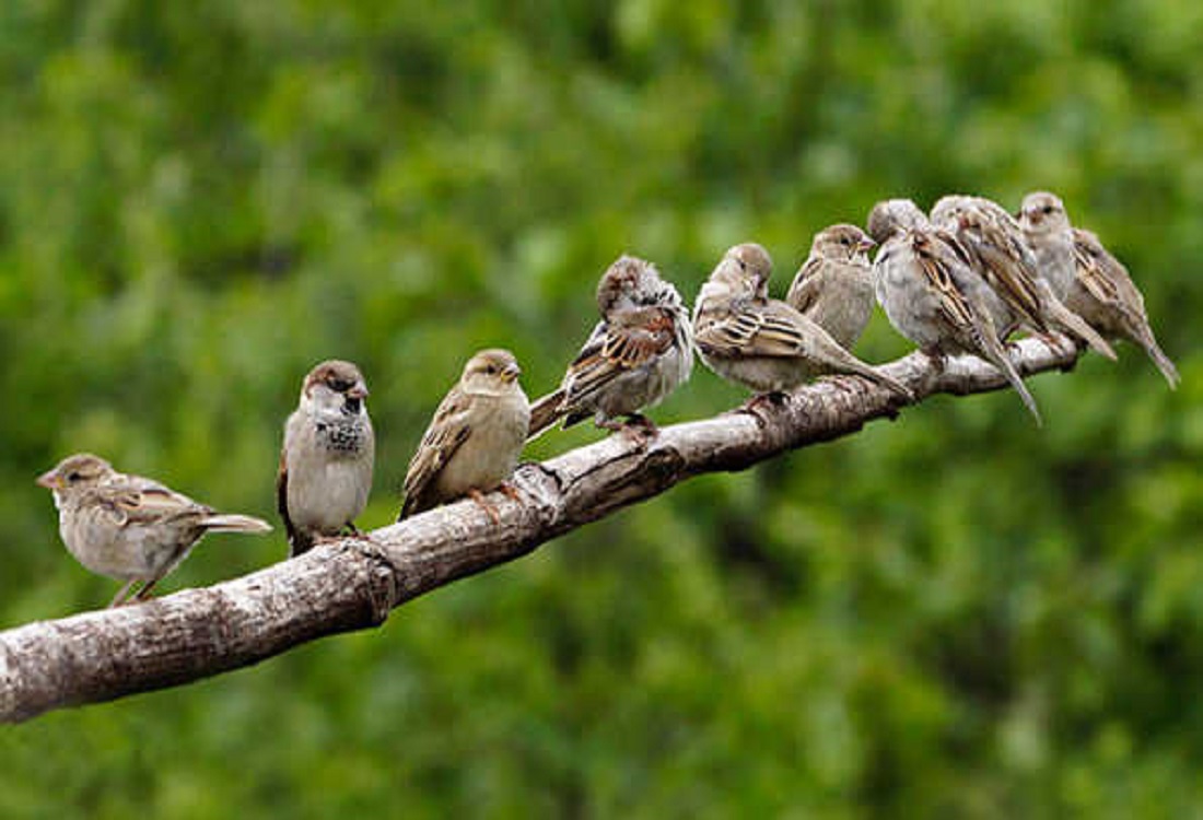 Video- ऐसा भी एक गांव जहां पक्षियों को माना जाता हैं बेटियां