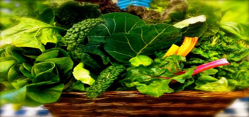 Health Benefits Green Vegetables:  हरी पत्तेदार सब्जियां के हैं अनगिनत फायदे, जानें हमें कौन-कौन सी सब्जियां खानी चाहिए