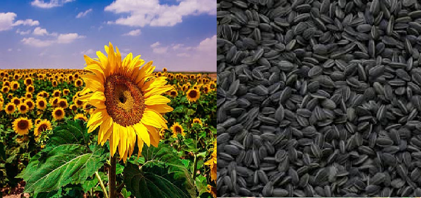 Tips For Sunflower Seeds : चमत्कारी है सुरजमुखी के बीज, कई भयंकर रोगों के लिए है वरदान