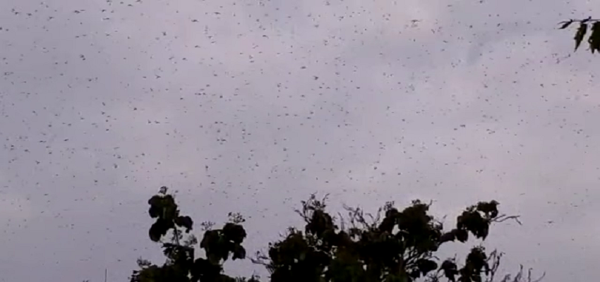 Locust Attack In Haryana: हरियाणा के नारनौल में टिड्डी दल का हमला, प्रशासन के दावों की खुली पोल