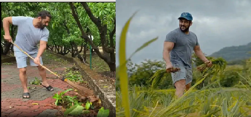 Salman Khan Is Growing Crops- भाईजान सलमान खान बने किसान, अपने फॉर्महाउस पर उगा रहे हैं अनाज