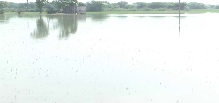 Heavy Rain In Punjab: पंजाब में भारी बरसात, तालाबों में तब्दील हुए खेत, प्रशासन की खुली पोल