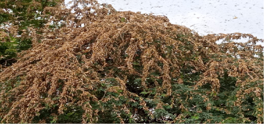 Locust Attack In Unnav: उन्नाव में टिड्डियों का हमला, पलभर में चट कर गई पेड़ों की पत्तियां और फसलें