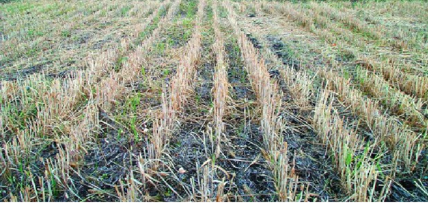 Haryana Govt Scheme: हरियाणा में फसल अवशेष प्रबंधन के लिए मिलेंगे कृषि यंत्र, 21 अगस्त तक कर सकते है आवेदन