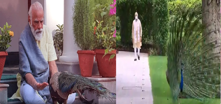 PM Modi Shared Peacock Feeding Video : प्रधानमंत्री मोदी ने शेयर किया एक खूबसूरत वीडियो, मोर को दाना खिलाते हुए दिखे पीएम मोदी