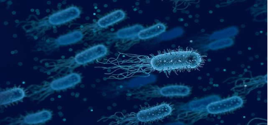 China New Virus  Brucellosis  : चीन में  नई बीमारी ब्रूसीलोसिस  का आतंक, जानवरों से इंसानों में आ रही है ये बीमारी