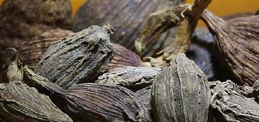 Health Tips: सरदर्द, थकान और कैंसर जैसी बीमारियों को दूर करेगी बड़ी इलायची, जानिए खास नुस्खा