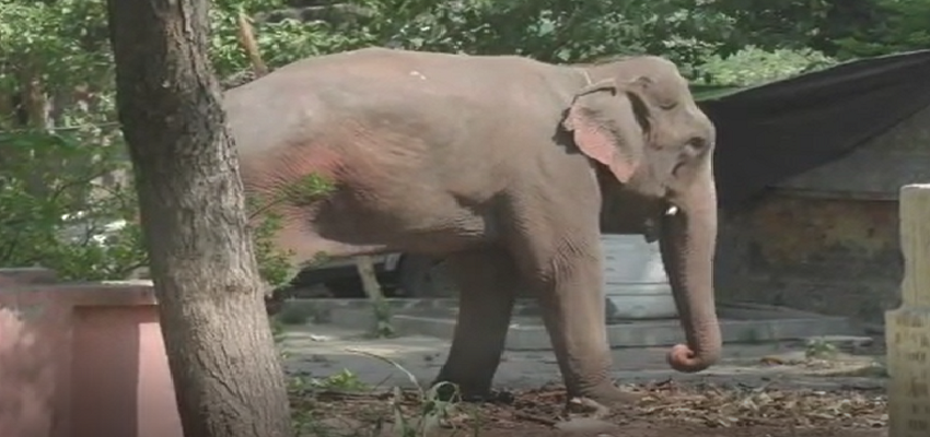 UP: एक ऐसा हाथी जिस पर दर्ज है धारा 302 का मुकदमा, बेड़ियों में है कैद, जानें क्या है पूरा मामला