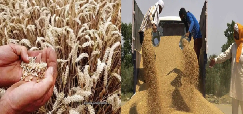 Wheat Export Ban: कभी कहा गया था भिखारी, आज अमेरिका भी मांग रहा भारत से मदद