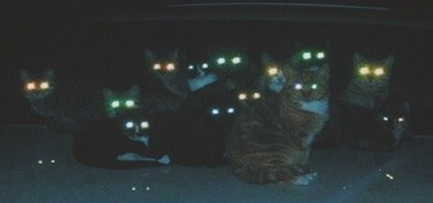 अंधेरे में क्यों चमकती है बिल्ली और कुत्ते की आंखें, जानें इसके पीछे की वजह